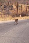 Baboon 2