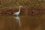 Crane and Reflection