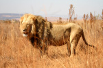 Lion One
