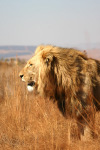 Lion Two