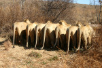 Lions at Watering Hole