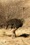 Ostrich 3