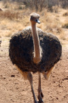 Ostrich 4