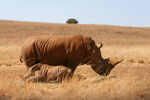 Rhino and Baby