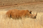 Rhino