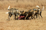 Wild Dogs Eating