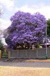 Jacaranda Tree
