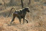 Baboon with Baby