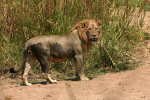 Dirty Lion