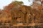Elephant 20