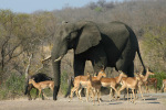 Elephant and Friends