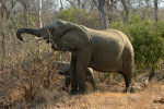 Elephant with Baby