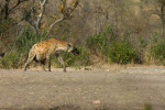 Hyena