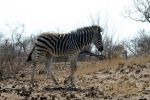 Young Zebra