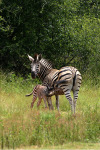 Baby Zebra Gets Lunch 2