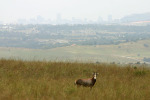 Blesbuck with Joburg in Background