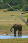 Elephant at Water