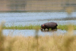 Hippo Entering Water