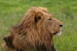 King of the Jungle