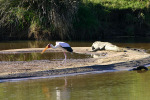 Bird and Croc