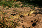 Croc on Sand