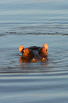 Hippo 2