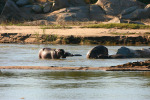 Hippos 4