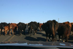 Herding Cows with Mission Car