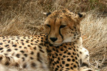 Cheetah