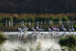 Flamingos