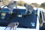 Monkeys on Kombi