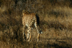Cheetah Leaves the Scene