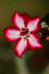 Impala Lilly