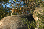 Klipspringer