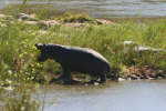Large Mouthed Hippo