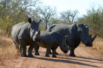 Playing Chicken with Rhinos