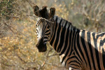 Zebra Looking at Us