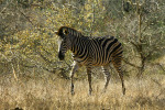 Zebra on Move