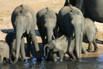 Baby Elephant Gets a Drink