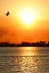 Bird in Chobe Sunset