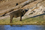 Cape Buffalo on Bank