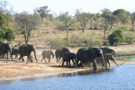 Elephants Coming to River