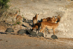 Impala and Guinea Fowl