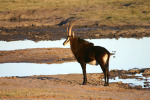 Sable 2