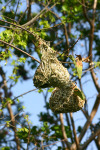Weaver Nests