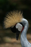 Black Crowned Crane