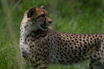 Cheetah 1