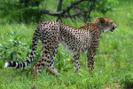 Cheetah 6