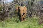 Elephant Coming Our Direction