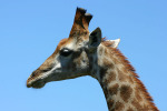 Giraffe Profile